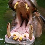 boca hipopotamo