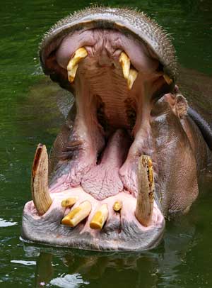 boca hipopotamo