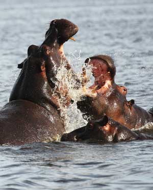 hipopotamos peleando