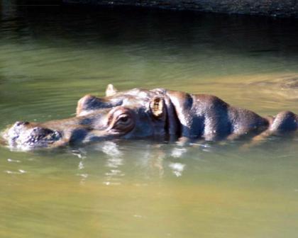 hipopotamo en el agua
