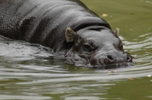 hipopotamo pigmeo