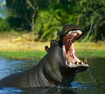 hipopotamo 1