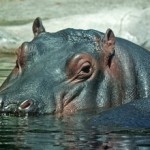 hipopotamo en agua