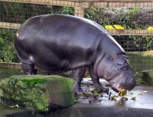 hipopotamo pigmeo en zoo