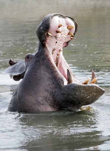hipopotamo boca abierta