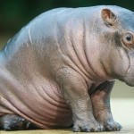 hipopotamo bebe