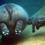 hipopotamo madre y bebe nadando
